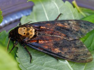 Acherontia atropos - Death's-head Hawk-moth - dödskallesvärmare