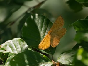 Angerona prunaria - Orange Moth - plommonmätare