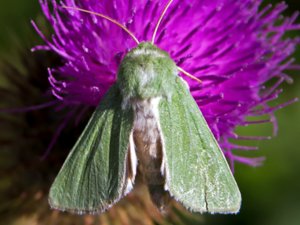 Calamia tridens - Burren Green - grönt hedmarksfly