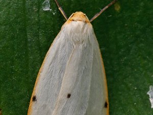 Cybosia mesomella - Four-dotted Footman - vit borstspinnare