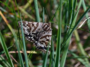 Euclidia mi - Mother Shipton Moth - vitbrokigt slåtterfly