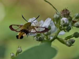 Hemaris fuciformis - Broad-bordered Bee Hawk-moth - humledagsvärmare