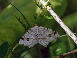 Macaria notata - Peacock Moth - pilbågmätare