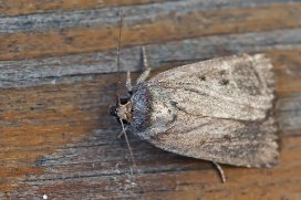 Mouse Moth - Amphipyra tragopoginis - treprickigt buskfly