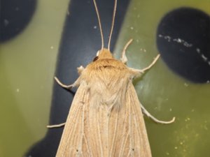Mythimna pallens - Common Wainscot - halmgult gräsfly