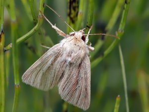 Mythimna pudorina - Striped Wainscot - rödgrått gräsfly