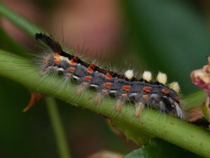 Orgyia antiqua - Rusty Tussock Moth - aprikostofsspinnare