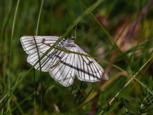 Siona lineata - Black-veined Moth - svartribbad vitvingemätare