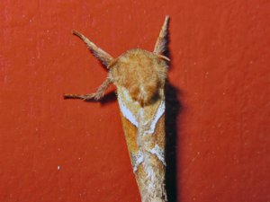 Triodia sylvina - Orange Swift - kamsprötad rotfjäril