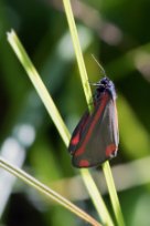 Tyria jacobaeae - Cinnabar - karminspinnare
