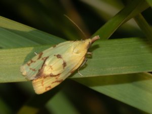 Agapeta hamana - Common Yellow Conch - tistelgulvecklare