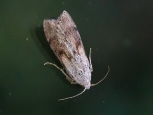 Aphomia sociella - Bee Moth - humlemott