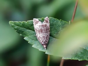 Celypha lacunana - Common Marble - föränderlig brokvecklare