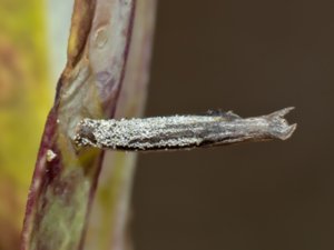 Coleophora saponariella - såpnejlikesäckmal