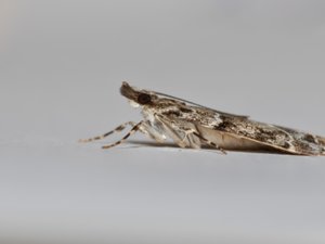 Eudonia mercurella - Small Grey - molnugglemott