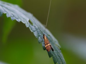 Nemophora degeerella - Longhorn Moth - lövskogsantennmal