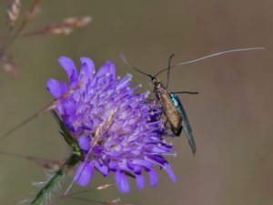 Nemophora metallica - Scabious Longhorn Moth - åkerväddsantennmal