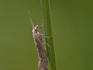 Plutella xylostella - Diamondback Moth - kålmal