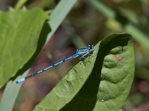 Coenagrion puella - Azure Bluet - ljus lyrflickslända