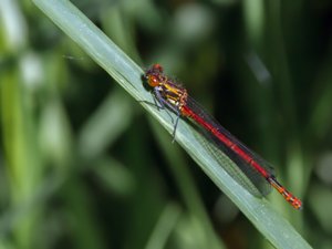 Pyrrhosoma nymphula - Large Red Damsel - röd flickslända