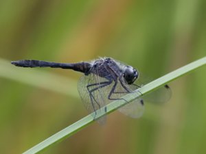 Sympetrum danae - Black Darter - svart ängstrollslända