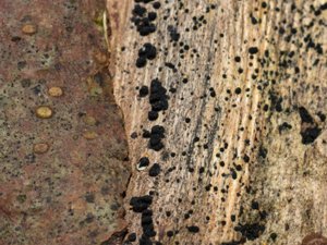 Bertia moriformis - Wood Mulberry - knölgömming