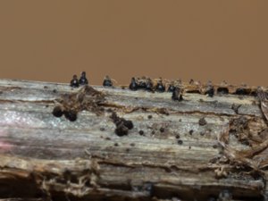 Leptosphaeria acuta - Nettle Rash - nässelgömming