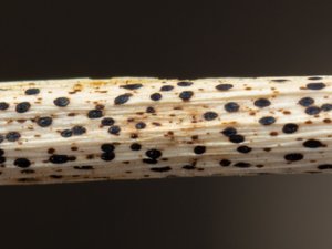 Lophodermium paeoniae - pionsprickling