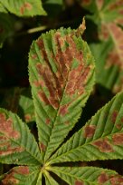 Phyllosticta sphaeropsoidea - Aesculus Leaf Blotch - kastanjebladbränna