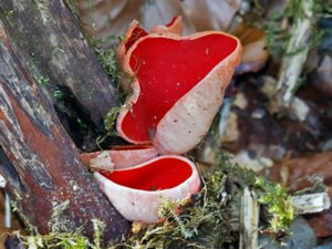 Sarcoscypha austriaca - Scarlet Elfcup - scharlakansskål
