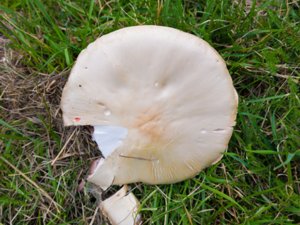Agaricus campestris - Field Mushroom - ängschampinjon