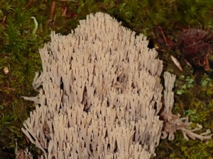 Artomyces pyxidatus - Candelabra Coral - kandelabersvamp
