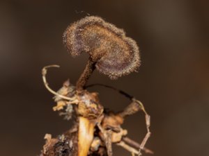 Auriscalpium vulgare - Earpick Fungus - örtaggsvamp