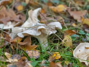 Clitocybe nebularis - Clouded Clitocybe - pudrad trattskivling