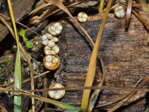 Crucibulum laeve - Common Bird's Nest - gul brödkorgssvamp