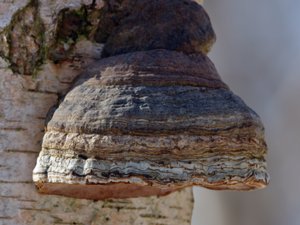 Fomes fomentarius - Hoof Fungus - fnöskticka
