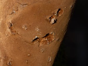 Fomitiporia punctata - Elbowpatch Crust - kuddticka