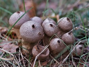 Lycoperdon perlatum - Common Puffball - vårtig röksvamp