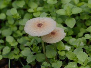 Parasola plicatilis - Pleated Inkcap - veckad bläcksvamp