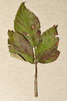 Phragmidium violaceum - Violet Bramble Rust - björnbärsrost