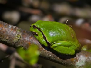 Hyla arborea - European Tree Frog - lövgroda