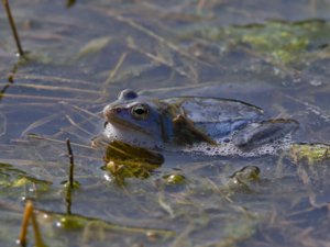 Rana arvalis - Moor Frog - åkergroda