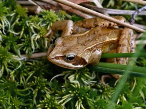 Rana temporaria - Common Frog - vanlig groda
