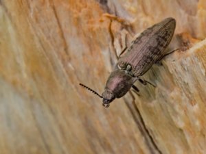 Actenicerus sjaelandicus - Marsh Click Beetle - sammetsknäppare