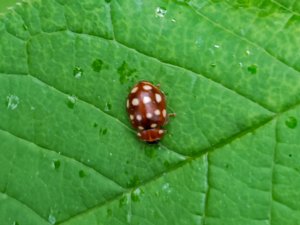 Calvia quatuordecimguttata - Cream-spot Ladybird - fjortonfläckig lövpiga