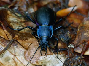 Carabus violaceus - Violet Ground Beetle - purpurlöpare