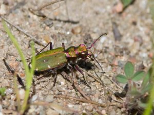 Cicindela campestris - Green Tiger Beetle - grön sandjägare