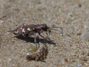 Cicindela hybrida - Northern Dune Tiger Beetle - brun sandjägare