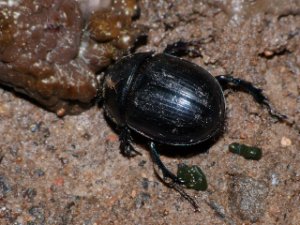 Geotrupes stercorosus - Forest Dung Beetle - skogstordyvel