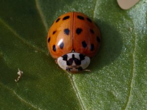 Harmonia axyridis - Harlequin Ladybird - harlekinpiga